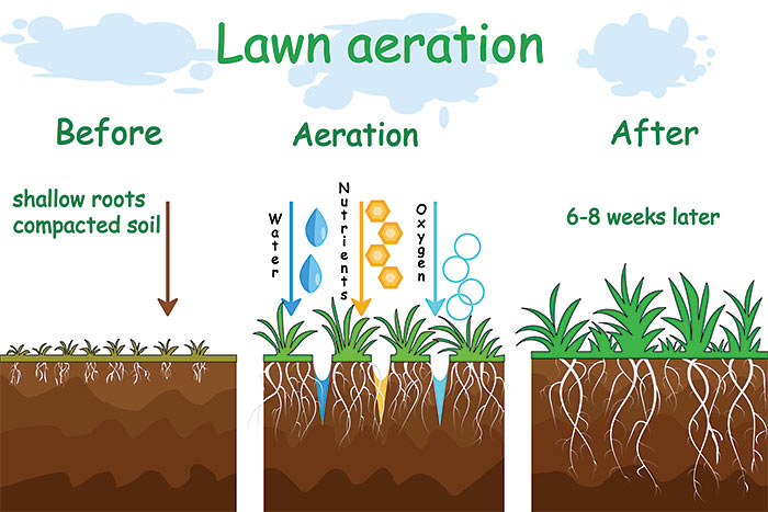 Lawn Aeration Benefits